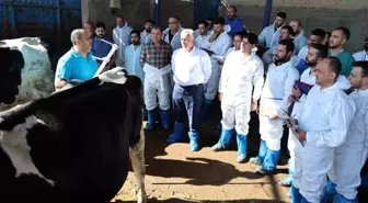 Aksaray'da Damızlık Sığır Yetiştiricilerine Uygulamalı Eğitim Verildi