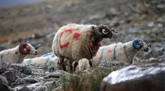 Arpaçay'da Koç Katım Geleneği Renkli Görüntülere Sahne Oldu