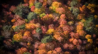 Sonbaharın Gelişi Mengen Ormanlarını Renklendirdi