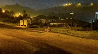 Bartın'da Çakallar Şehir Merkezine İndi