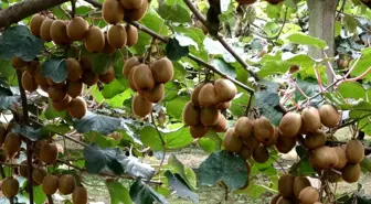 Çarşamba'da Kivi Hasadı Başladı: Üreticiden Memnuniyet