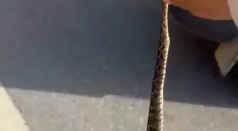 Zehirli Yılanı Ellerimle Yakalamak İsteyen Adamın Hikayesi