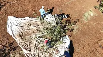 İdil'de Fıstık Hasadı Umut Aşıladı