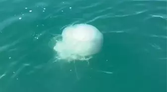 İskenderun Körfezi'nde Zehirli Denizanası Popülasyonu Artıyor