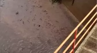 Osmaniye'de Baraj Kapakları Açılınca Yüzlerce Balık Telef Oldu
