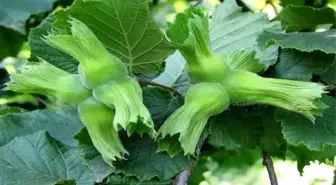 Düzce'den AB Ülkelerine 15 Bin Ton Fındık İhracatı