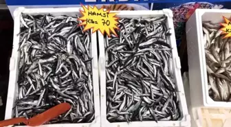 Akçakoca Balıkçı Barınağı Başkanı'ndan Taze Balık Uyarısı