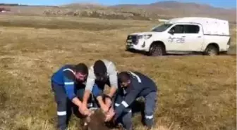 Ardahan'da Bataklığa Saplanan İnek Kurtarıldı