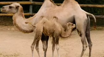 Deve eti kaç TL? Deve eti ucuz mu, pahalı mı?