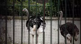 İspanya, Kuş Gribi Nedeniyle Kümes Hayvanlarını Kapalı Tutma Zorunluluğu Getirdi