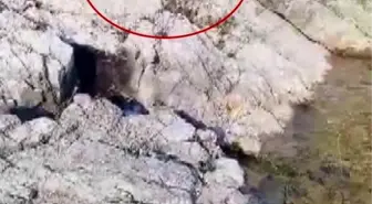 Arapgir'de Amatör Balıkçıdan Kedili Paylaşım