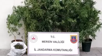 Mersin'de Uyuşturucu Operasyonu: 1 Kilo 250 Gram Esrar ve 25 Kök Kenevir Ele Geçirildi