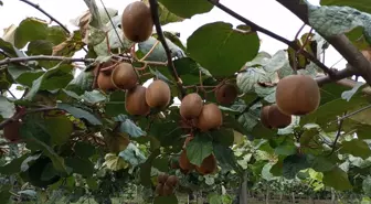 Samsun'da Kivi Hasat Şenliği Düzenlendi