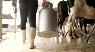 Aydın'da 9 Bin 543 Üreticiye 66 Milyon Lira Çiğ Süt Desteği