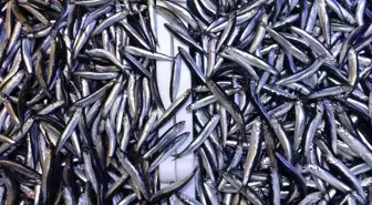 Hamsi İhracatı 12,9 Milyon Dolar Kazandırdı