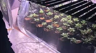 İzmir'de Hint Keneviri Yetiştiren Şahıs Tutuklandı