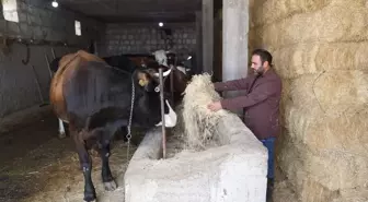 Veteriner Hekim Hamdi İpek, Hibe Desteği ile Süt Sığırcılığı İşletmesini Büyütüyor
