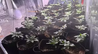 İzmir'de Uyuşturucu Operasyonu: Hint Keneviri Yetiştiren Zanlı Tutuklandı