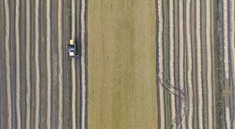 Samsun'da Çeltik Hasadı Sona Yaklaşıyor