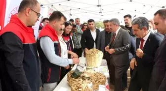 Silopi'de Yer Fıstığı Hasat Şenliği Düzenlendi