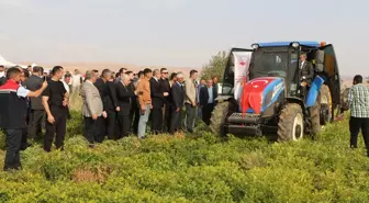 Şırnak'ta Yer Fıstığı Hasat Şenliği Düzenlendi