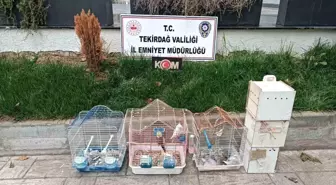 Tekirdağ'da Yasa Dışı Hayvan Üretimine Operasyon: 173 Bin Lira Ceza