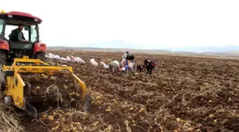 Erzincan'da Kışlık Patates Hasadı Yoğun İlgi Görüyor