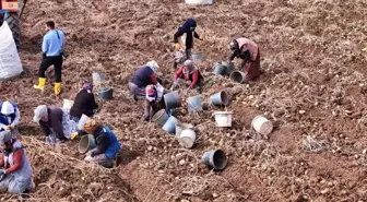 Sivas'ta Patates Söküm Mesaisi Devam Ediyor