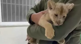 Tuzla'da ele geçirilen yavru aslan olayı nedir?