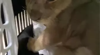 Yasa Dışı Yolla Getirilen Afrika Aslanı Yavrusuna El Konuldu