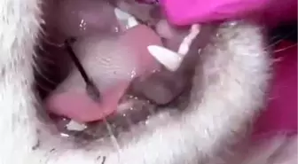 Çanakkale'de Kedinin Yardım Çığlığı