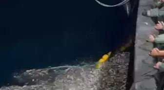 Çanakkale Balıkçıları Yüzlerce Kasa Yavru Kupes Balığını Denizle Buluşturdu
