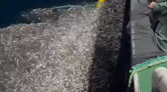 Çanakkale Balıkçıları Yüzlerce Kasa Yavru Kupes Balığını Denizle Buluşturdu