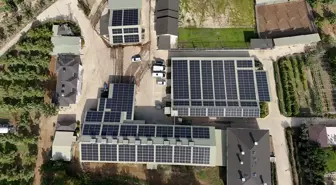 Kırklareli'de Güneş Enerjisi ile Ceviz Üretimi Artıyor