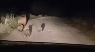Siirt'te Ayı ve Yavruları Köy Yoluna İndi