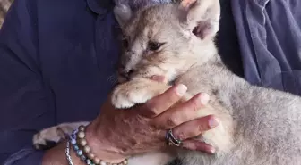 Tuzla'da Yasa Dışı Yollarla Getirilen Yavru Afrika Aslanı 'Hugo' Koruma Altında