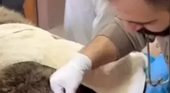 Yaralı Bozayı, Rehabilitasyon Merkezine Alındı