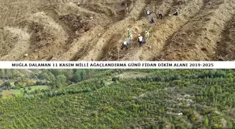 Dalaman'da Orman Yangını Sonrası Yeniden Yeşeren Alanlar