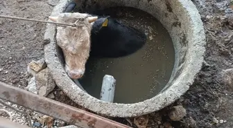 Hatay'da İtfaiye Ekibi Kuyuya Düşen İneği Kurtardı