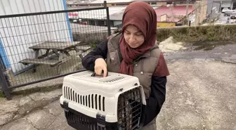Zonguldak'ta Yorgun Mermi İle Yaralanan Kedi Sağlığına Kavuştu