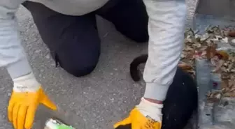 Bodrum'da Konserve Kutusuna Sıkışan Kedi Kurtarıldı