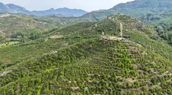 Dalaman'da Orman Yangını Sonrası Yeşeren Alanlar 'Geleceğe Nefes' Oldu