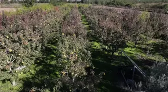 Edirne'de Devlet Destekli Meyve Bahçeleri Çiftçiye Yeni Gelir Kaynağı Oluyor