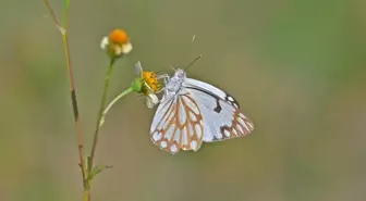 Beyaz Öncü Kelebeği Güneydoğu Anadolu'yu Renklendiriyor