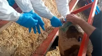 Aydın'da Şap Hastalığıyla Mücadele Devam Ediyor