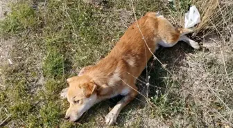 Denizli'de Yol Kenarında Çok Sayıda Köpek Ölüsü Bulundu