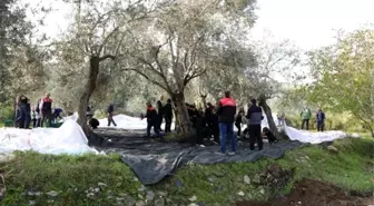 Öğrenciler Zeytin Hasadı ile Tarımsal Bilinç Kazandı