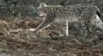 Nesli Tükenme Tehlikesi Altındaki Vaşak, Hakkari'de Görüntülendi