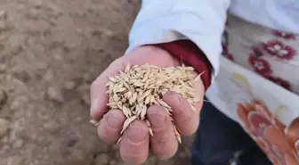 Kastamonu'da Siyez Buğdayı Ekimi Başladı