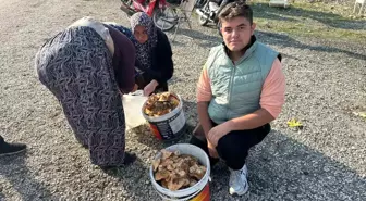 Bursa'daki Öğrenciler Mantar Toplayarak Para Kazanıyor